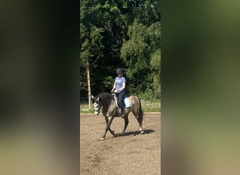 Andalusian, Gelding, 5 years, 16.1 hh, Gray-Blue-Tan