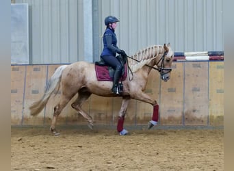 Andalusian, Gelding, 5 years, 16.1 hh, Palomino