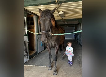 Andalusian, Gelding, 5 years, 16.2 hh, Black