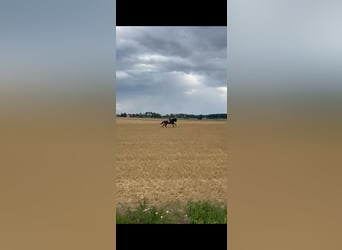 Andalusian, Gelding, 5 years, 16 hh, Bay-Dark