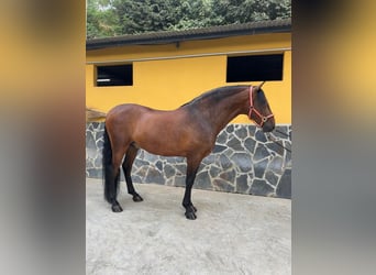Andalusian, Gelding, 5 years, 16 hh, Brown