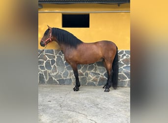 Andalusian, Gelding, 5 years, 16 hh, Brown