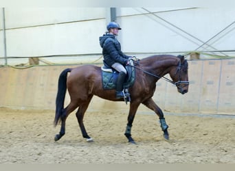 Andalusian, Gelding, 5 years, 16 hh, Brown