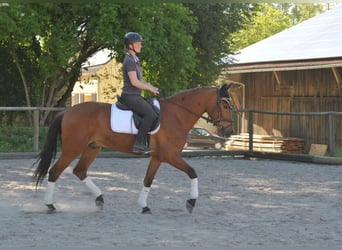 Andalusian, Gelding, 5 years, 16 hh, Brown