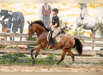 Andalusian Mix, Gelding, 5 years, 16 hh, Brown-Light