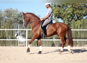 Andalusian, Gelding, 5 years, 16 hh, Chestnut