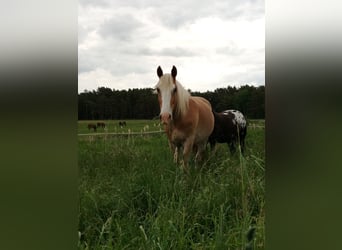 Andalusian Mix, Gelding, 5 years, 16 hh, Chestnut-Red