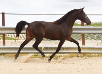 Andalusian, Gelding, 5 years, 16 hh, Dun