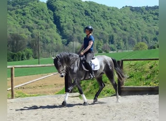 Andalusian, Gelding, 5 years, 16 hh, Gray-Dapple