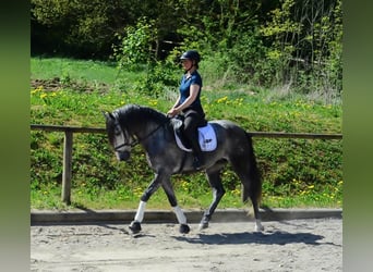 Andalusian, Gelding, 5 years, 16 hh, Gray-Dapple
