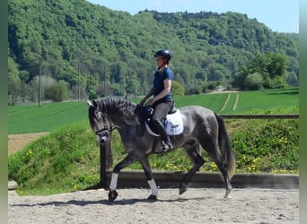 Andalusian, Gelding, 5 years, 16 hh, Gray-Dapple