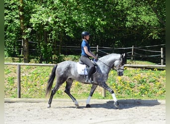 Andalusian, Gelding, 5 years, 16 hh, Gray-Dapple