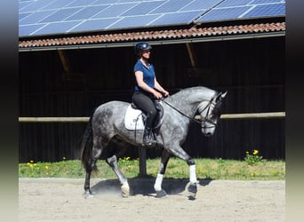 Andalusian, Gelding, 5 years, 16 hh, Gray-Dapple