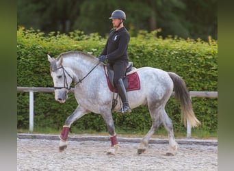 Andalusian Mix, Gelding, 5 years, 16 hh, Gray