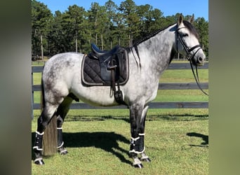 Andalusian, Gelding, 5 years, 16 hh, Grey