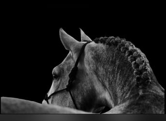 Andalusian, Gelding, 5 years, 16 hh, Grey