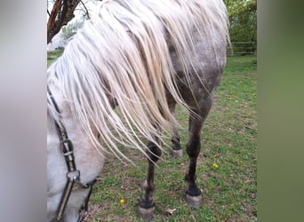 Andalusian, Gelding, 5 years, 16 hh, Palomino