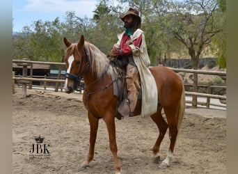 Andalusian, Gelding, 5 years, 16 hh, Palomino
