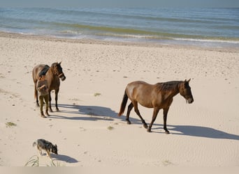 Andalusian Mix, Gelding, 5 years, 17 hh, Bay