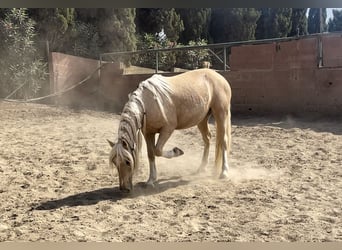 Andalusian Mix, Gelding, 6 years, 13.2 hh, Palomino