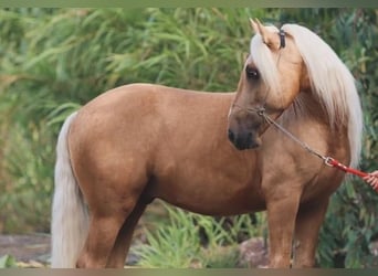 Andalusian, Gelding, 6 years, 13.3 hh, Palomino