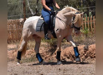 Andalusian, Gelding, 6 years, 14.2 hh, Cremello