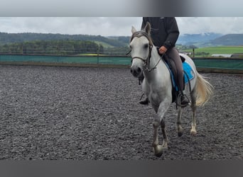 Andalusian, Gelding, 6 years, 14,2 hh, Gray-Dapple