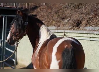 Andalusian, Gelding, 6 years, 14.2 hh, Pinto