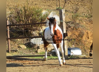 Andalusian, Gelding, 6 years, 14.2 hh, Pinto