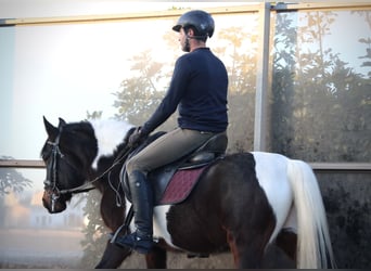 Andalusian Mix, Gelding, 6 years, 14,2 hh, Pinto