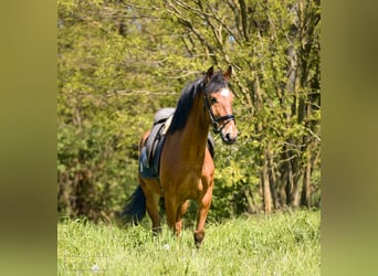Andalusian, Gelding, 6 years, 14.3 hh, Brown