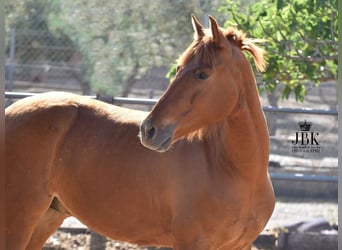 Andalusian, Gelding, 6 years, 14.3 hh, Chestnut-Red