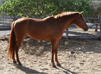 Andalusian, Gelding, 6 years, 14.3 hh, Chestnut-Red