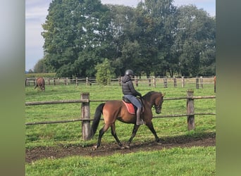 Andalusian Mix, Gelding, 6 years, 15.1 hh, Bay-Dark