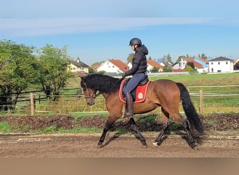 Andalusian Mix, Gelding, 6 years, 15.1 hh, Bay-Dark