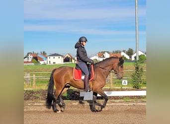 Andalusian Mix, Gelding, 6 years, 15.1 hh, Bay-Dark