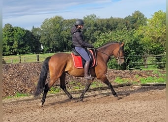Andalusian Mix, Gelding, 6 years, 15.1 hh, Bay-Dark