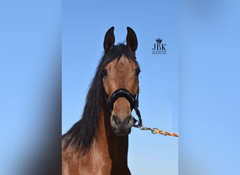 Andalusian, Gelding, 6 years, 15.1 hh, Brown