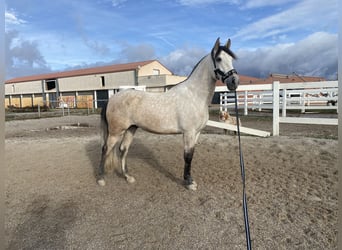 Andalusian Mix, Gelding, 6 years, 15.1 hh, Brown Falb mold