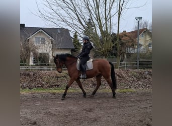 Andalusian Mix, Gelding, 6 years, 15.1 hh, Brown