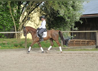 Andalusian, Gelding, 6 years, 15.1 hh, Chestnut-Red
