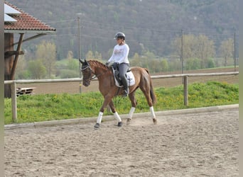Andalusian, Gelding, 6 years, 15.1 hh, Chestnut-Red