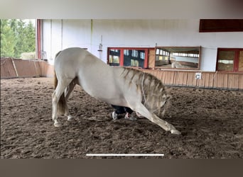 Andalusian Mix, Gelding, 6 years, 15.1 hh, Cremello