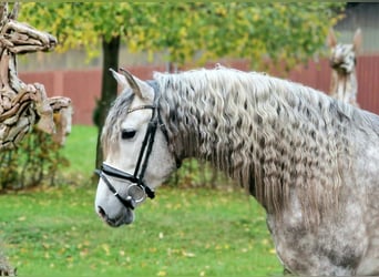 Andalusian, Gelding, 6 years, 15.1 hh, Gray-Blue-Tan