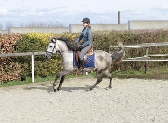 Andalusian, Gelding, 6 years, 15.1 hh, Gray-Dapple