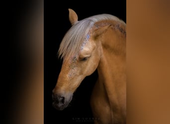 Andalusian Mix, Gelding, 6 years, 15.1 hh, Palomino