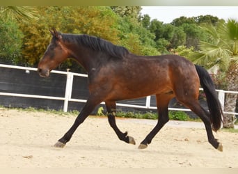 Andalusian, Gelding, 6 years, 15.2 hh, Bay-Dark