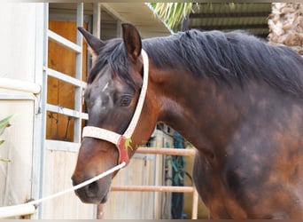 Andalusian, Gelding, 6 years, 15.2 hh, Bay-Dark