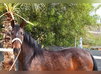 Andalusian, Gelding, 6 years, 15.2 hh, Bay-Dark