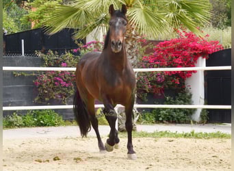 Andalusian, Gelding, 6 years, 15.2 hh, Bay-Dark